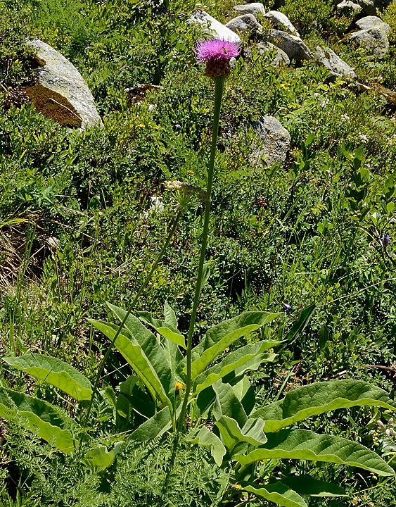 20170716-011-ColSarvatan.jpg - J'ai pensé a une Serratule en la voyant ... mais finalement c'est plutot la cousine de celle qu'on a vu récemment vers le Pic de Bure: rhapontique scarieux qui pousse sur de sols silicieux et qui est protegé au niveau national. Ma source (comme d'hab): florealpes.com, que ceux qui ne sont pas d'accord me donnent des arguments ...
