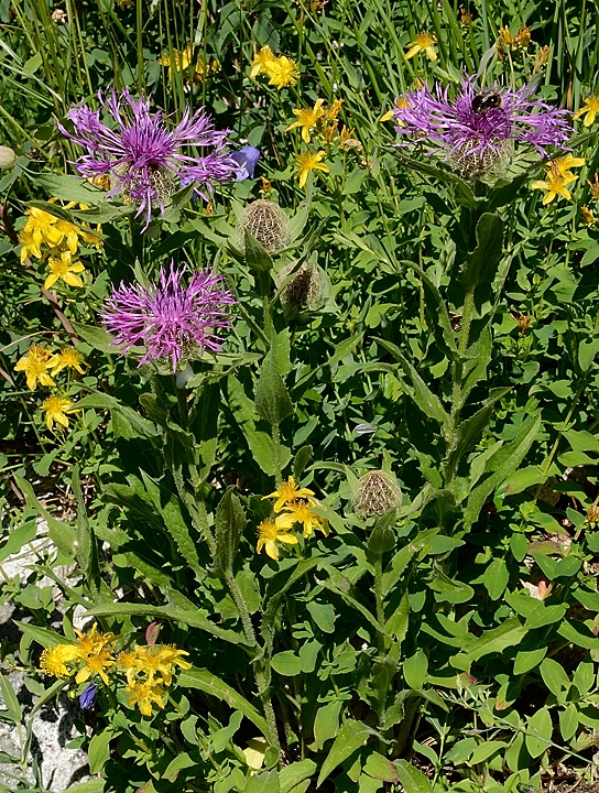 20170716-016-ColSarvatan.jpg - Une des sous-especes de la centaurée à une tête (centaurea uniflora), difficile a dire laquelle ...  entourée de millepertuis