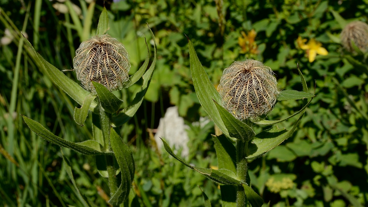 20170716-017-ColSarvatan.jpg -  ... c'est le bouton de fleur qui est tres characteristique  et tres different de la plupart des autres centaurés