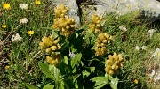 20170716-008-ColSarvatan