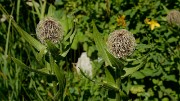 20170716-017-ColSarvatan