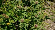 20170716-018-ColSarvatan