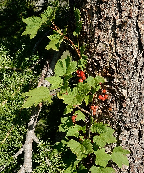 20170723-017-Piolit.jpg - groseiller des rochers (ribes petraeum) je pense. Le groseiller des Alpes ne fait pas des grappes  pendantes