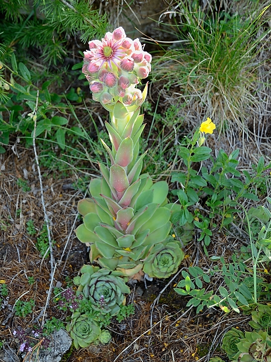 20170723-018-Piolit.jpg - Après avoir longuement cherché, je pense que c'est finalement aussi une joubarbe des toits (sempervirum tectorum), un peu plus grasse et plus pâle que d'habitude car elle pousse à l'ombre dans un coin humide ... mais je suis preneur d'idées s'il y en a qui pensent que j'ai tort