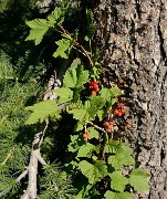 20170723-017-Piolit