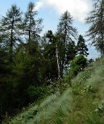 20170723-022-Piolit