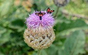 20170723-024-Piolit