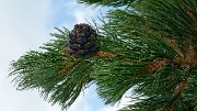 20170723-027-Piolit