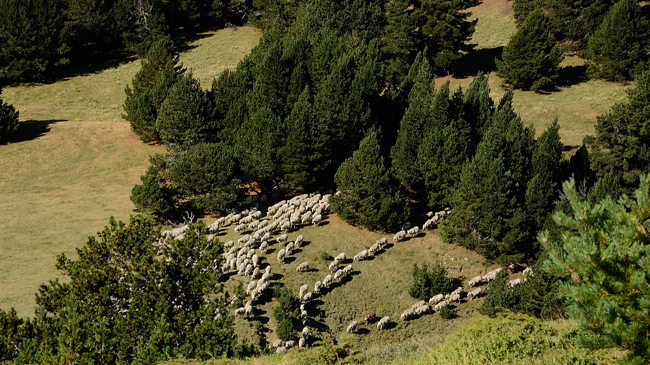 20170903-012-Chamousset.jpg - Dans la descente du sommet nous voyons seulement les moutons, en bas nous découvrirons aussi les chiens et le berger ... rencontre quelque peu inhabituelle