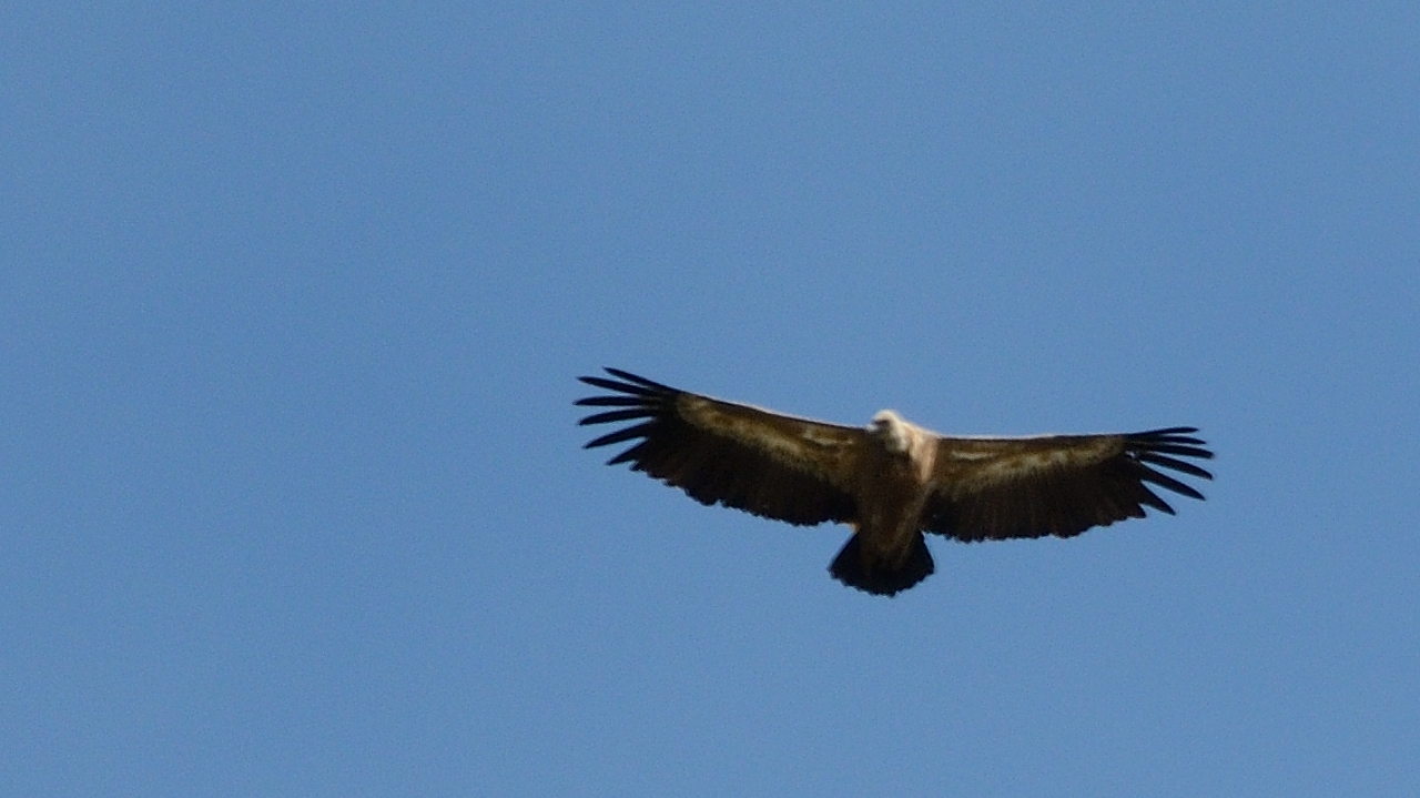 20170923-013-ButStGenix.jpg -  ... celui-ci est un peu flou mais on reconnait bien sa tête de vautour fauve