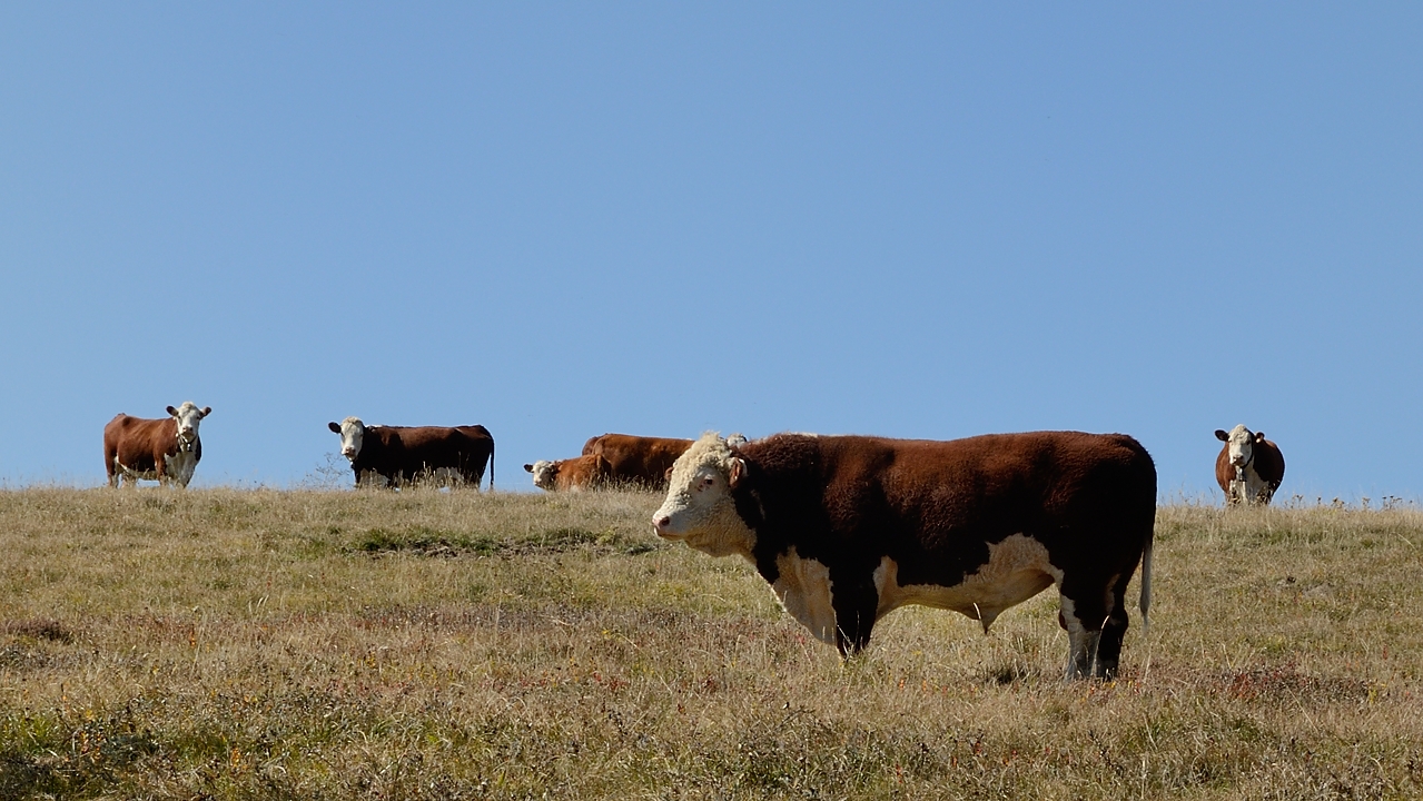 20170923-020-ButStGenix.jpg - Beau mâle dans les prairies sous le But St Genix -- qu'on laisse sur le coté pour l'instant