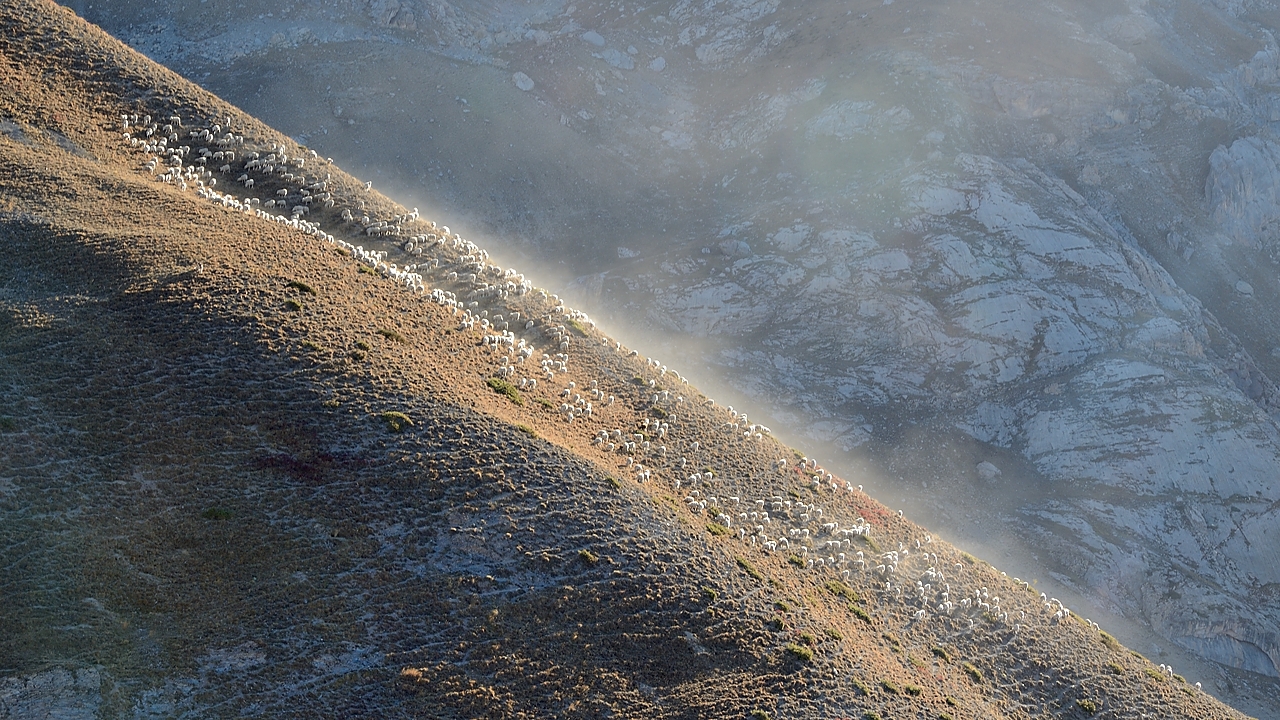 20171007-005-TeteCourbe.jpg - D'un coup apparait a l'horizon tout un troupeau de moutons. Quelques minutes avant il y en a juste 4-5, et quelques minutes plus tard on a le chien de berger sur les talons