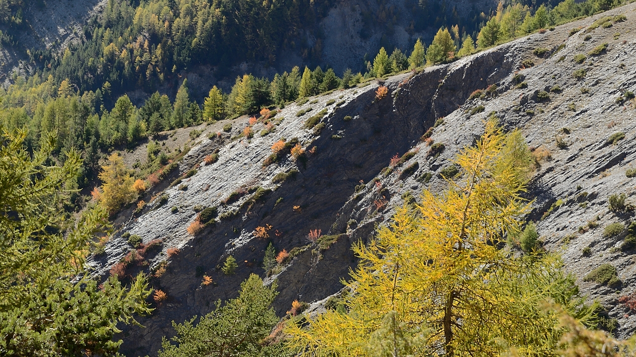 20171007-053-TeteCourbe.jpg - couleurs d'automne