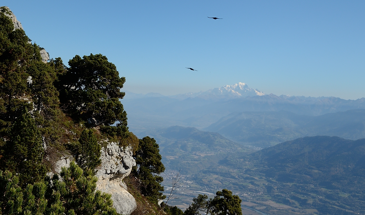 20171014-017-PasCharasson.jpg - Sur le Plateau. Bien sur on voit le Mont Blanc, un peu dans la brume (pas des vautours cette fois, juste des chocards)