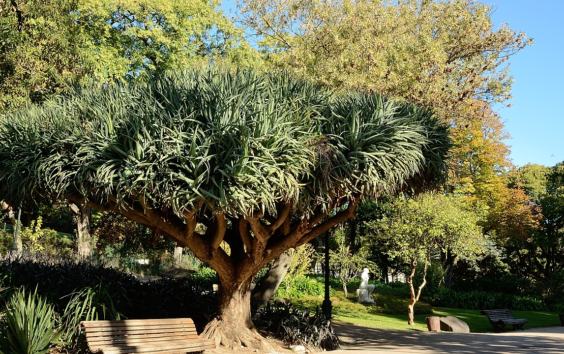 20171112-135-Lisboa.jpg - Parque Estrela