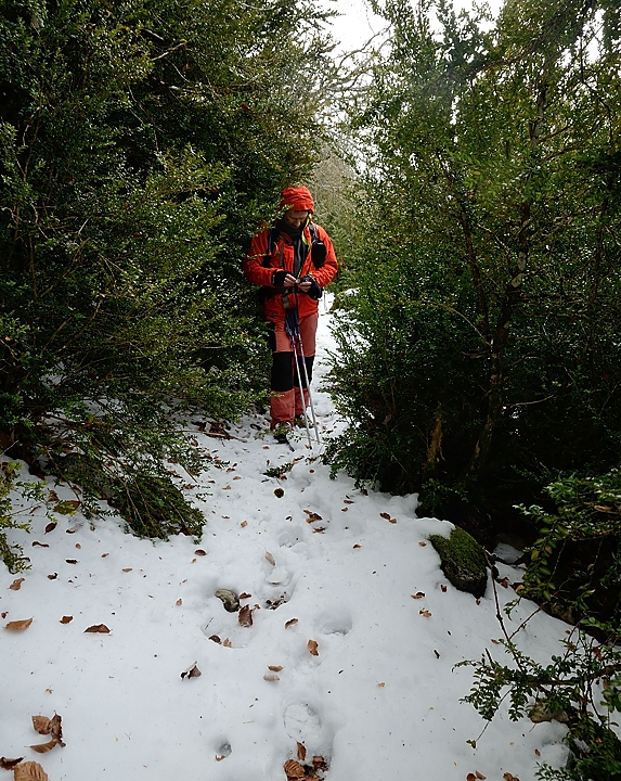 20171118-007-TeteDame.jpg - Descente dans les buis -- de nouveau vers 1000m et toujours pas de soleil