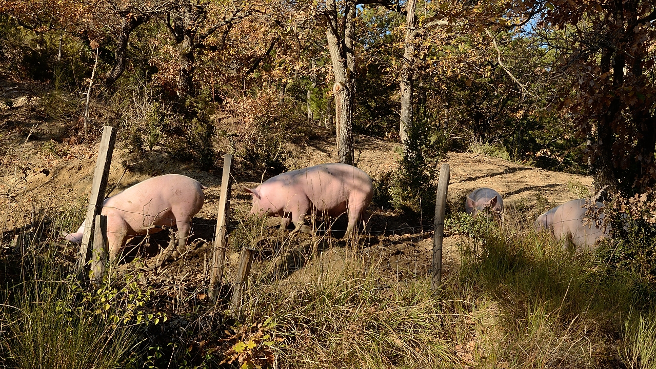 20171118-021-TeteDame.jpg - Cochons "heureux"