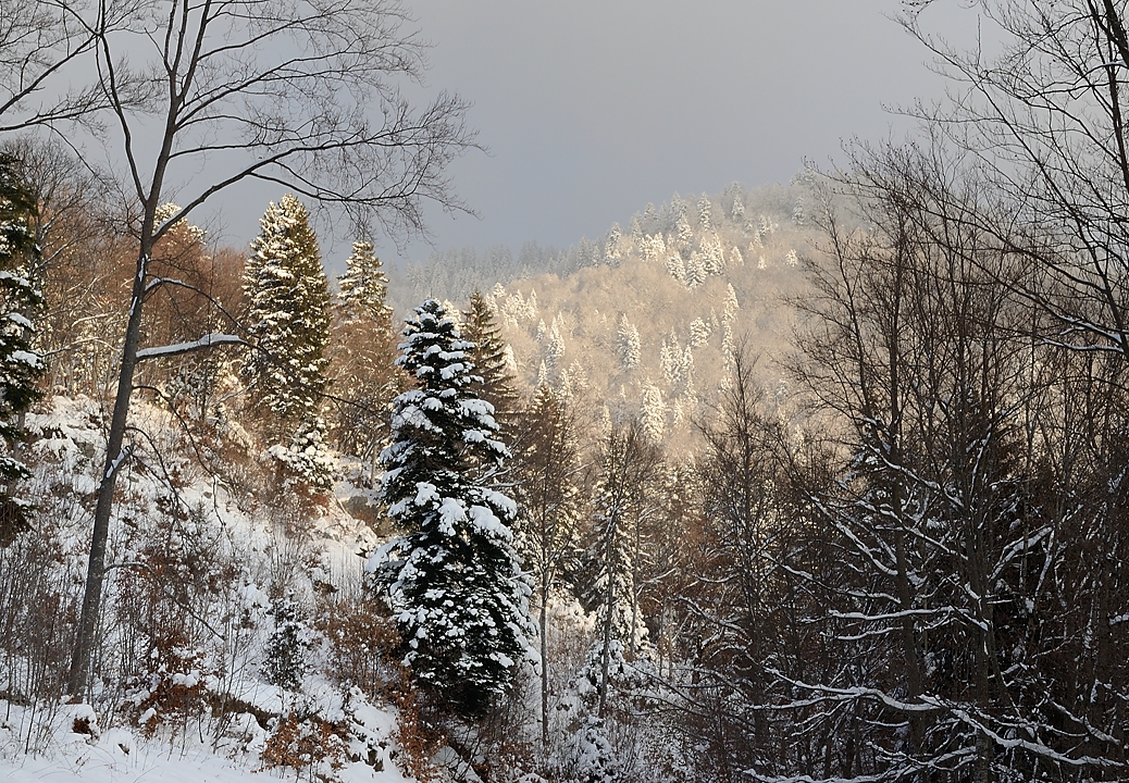20171203-001-Pinea.jpg - On vient de sortir du brouillard ...