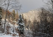 20171203-001-Pinea