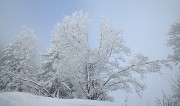 20171203-019-Pinea