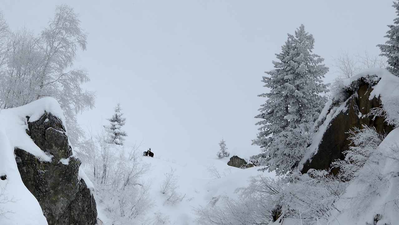 20171217-015-SeptLaux.jpg - Juste avant la sortie du chaos : des chamois qui nous narguent (mais ne bougent pas)