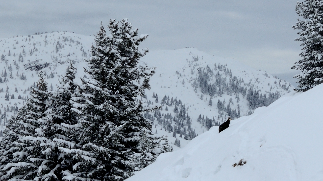 20171217-021-SeptLaux.jpg - Les chamois sont toujours au meme endroit