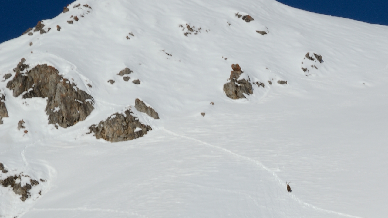 20180113-010-TeteNoire.jpg - Un bouquetin qui visiblement galère dans la neige profonde (et ce n'est pas la première fois qu'il passe par là ...