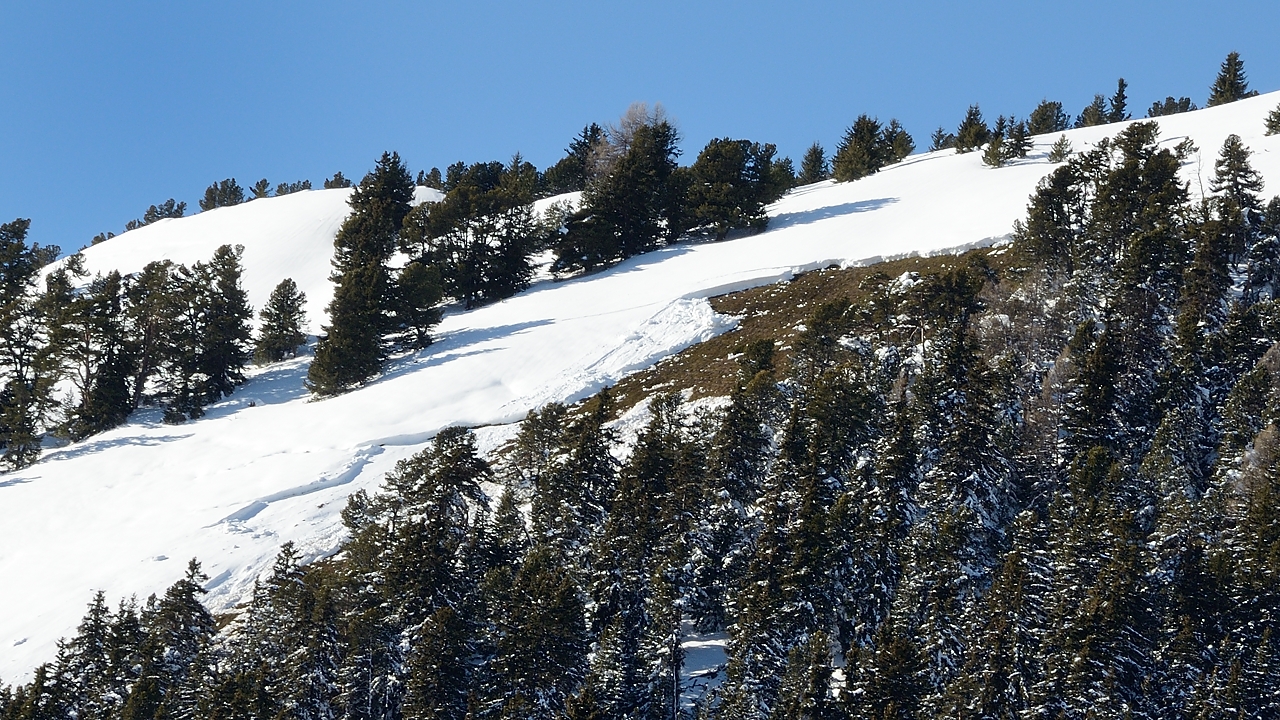 20180113-040-TeteNoire.jpg - Encore du même endroit : fallait quand même pas faire n'importe quoi ; la neige a glissé sur toute son épaisseur, plus d'1m, dans une clairière, un peu plus tournée au sud, pas loin de celle (bien a l'ombre) qu'on a descendue