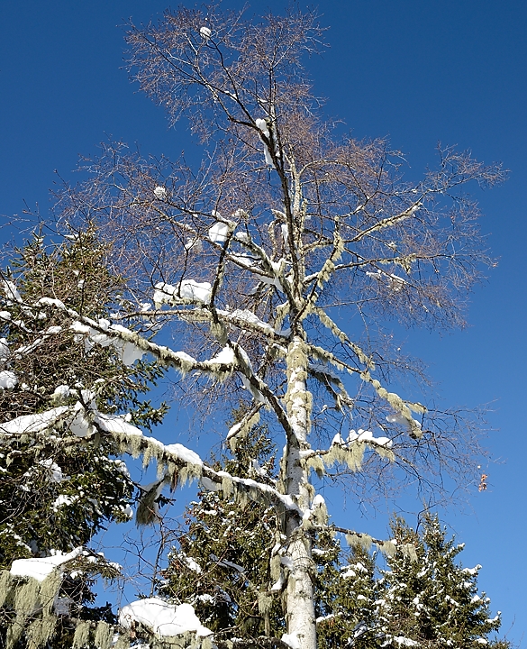 20180304-005-Pierre-du-Pin.jpg - enfin au au soleil ... beau bouleau