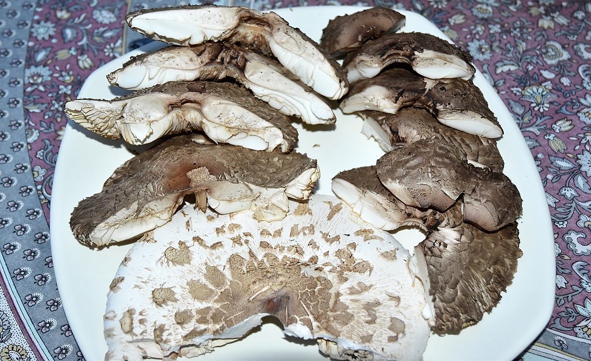 20180916-005-Pinsot-champi-fait.jpg - Coulemelles (Parasolpilz und Safranschirmlinge)