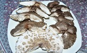 20180916-005-Pinsot-champi-fait