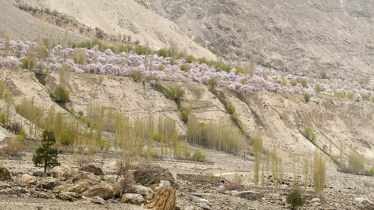 2016-04-17-0101-SkarduAskole.jpg - Un peu au-dessus de la route les abricotiers sont encore en fleur