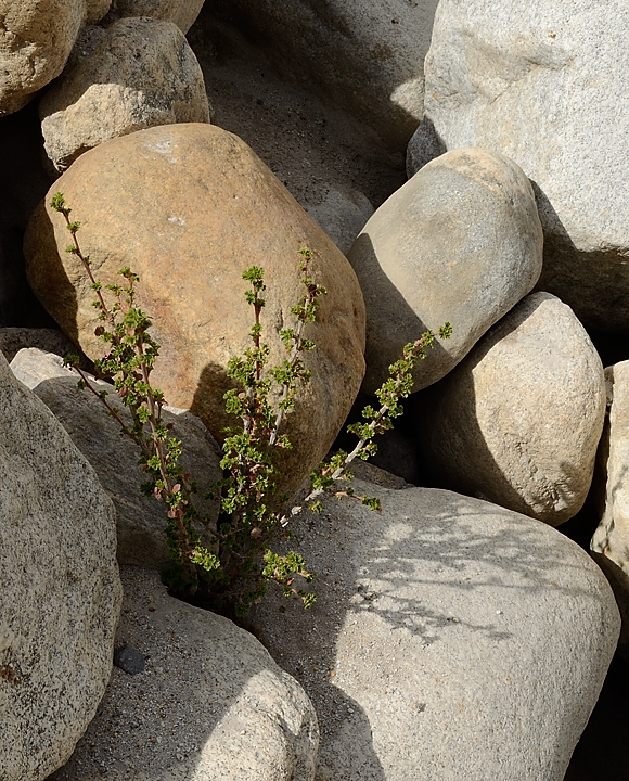 2016-04-20-0292-Trek-JulaPayu.jpg - Any now and then, a little bit of green already, here a red current bush (groseiller) in the stones where it is warm enough ...