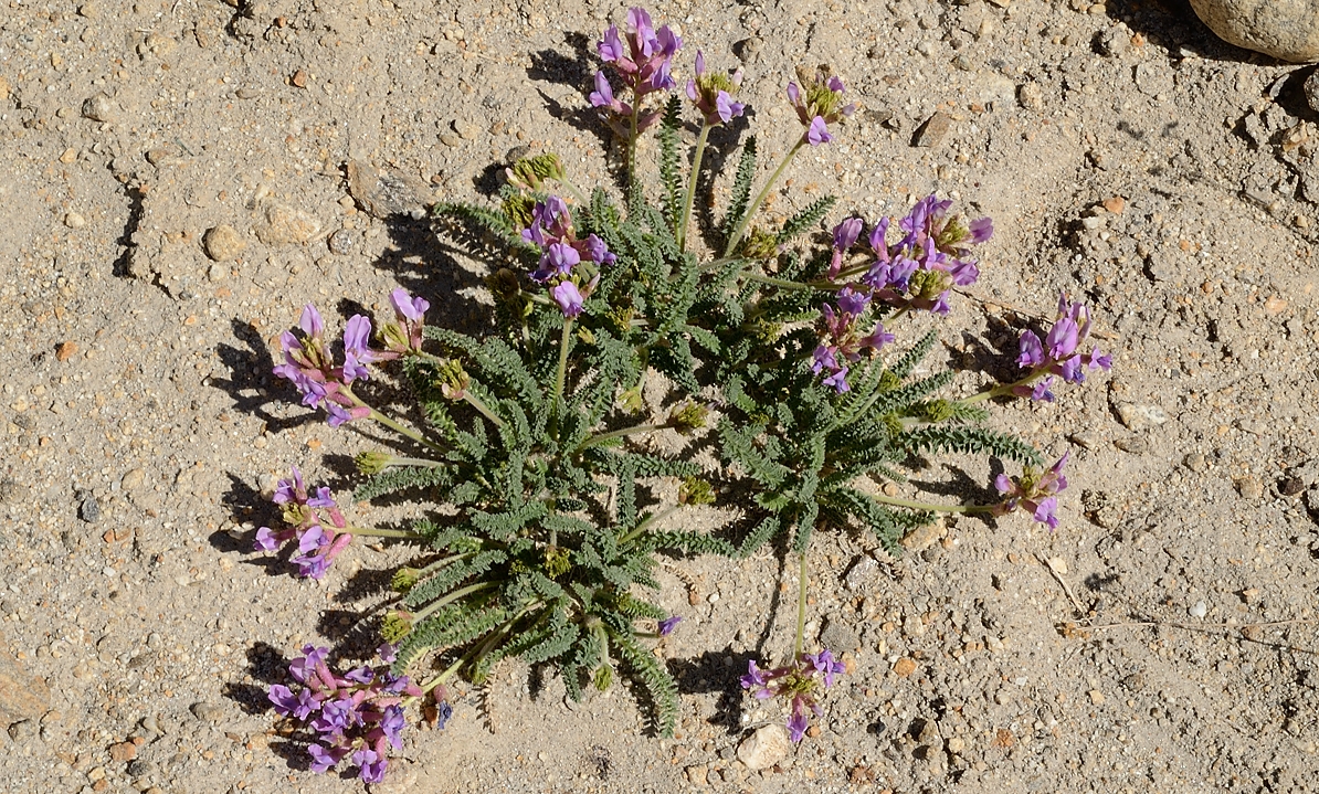 2016-05-07-1256-Trek-PayuJula.jpg - Il fait tres sec et il n'y a pas vraiment de "fleurs de printemps" ... de temps en temps une sorte de trefles (quelqu'un dit Oxytropis microphylla, voir http://photos.v-d-brink.eu/Flora-and-Fauna/Asia/Pakistan-new)
