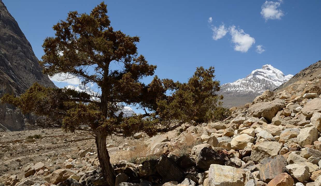 2016-05-07-1279-Trek-PayuJula.jpg - juniperus indica (toujours d'apres http://photos.v-d-brink.eu/Flora-and-Fauna/Asia/Pakistan-new)