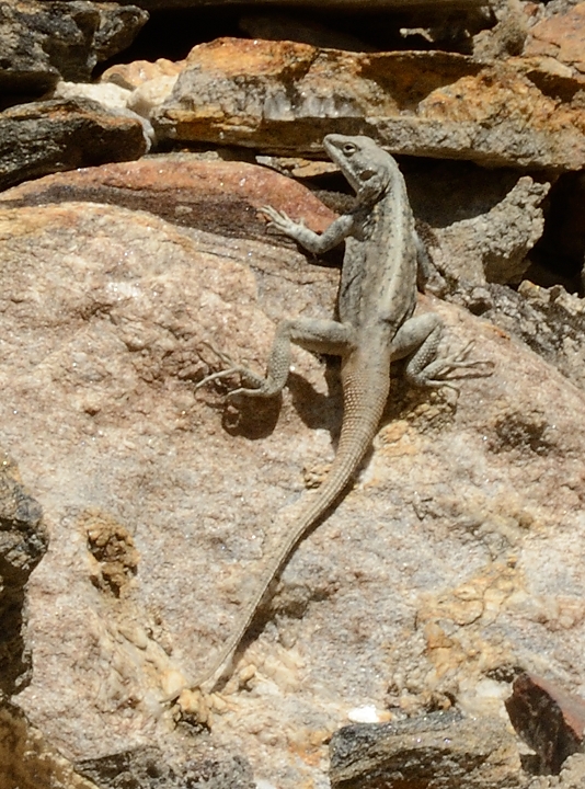 2016-05-07-1283-Trek-PayuJula.jpg - Lezard (un peu plus gand que nos lezards de chez nous, lezard vert y compris)