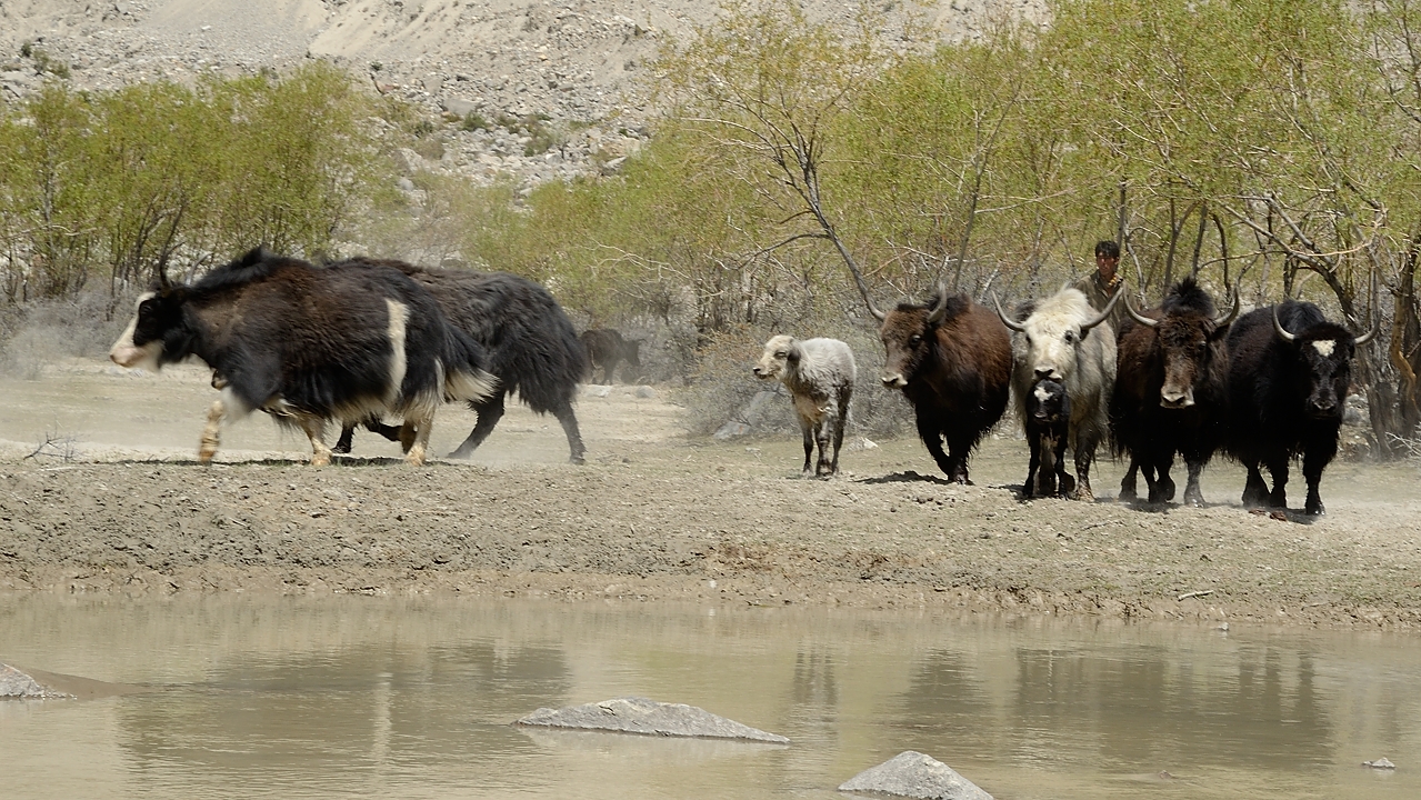 2016-05-08-1325-Trek-JulaAskole.jpg - Yaks a Korophon