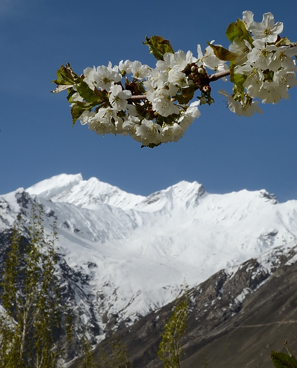 2016-05-09-1365-AskoleSkardu.jpg - Cerisier en fleurs