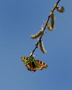 2016-05-08-1321-Trek-JulaAskole