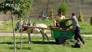 Tadjikistan-J06-2012-07-27-043-Samarcande