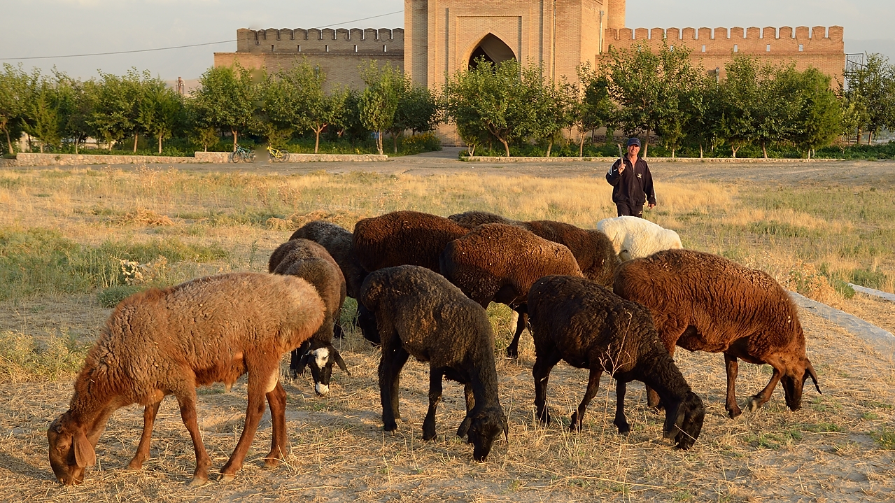 Tadjikistan-J11-2012-08-01-023-NovIstarafshan.jpg - Our first encounter with the local sheep ...