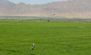 Tadjikistan-J10-2012-07-31-010-KhujandNov