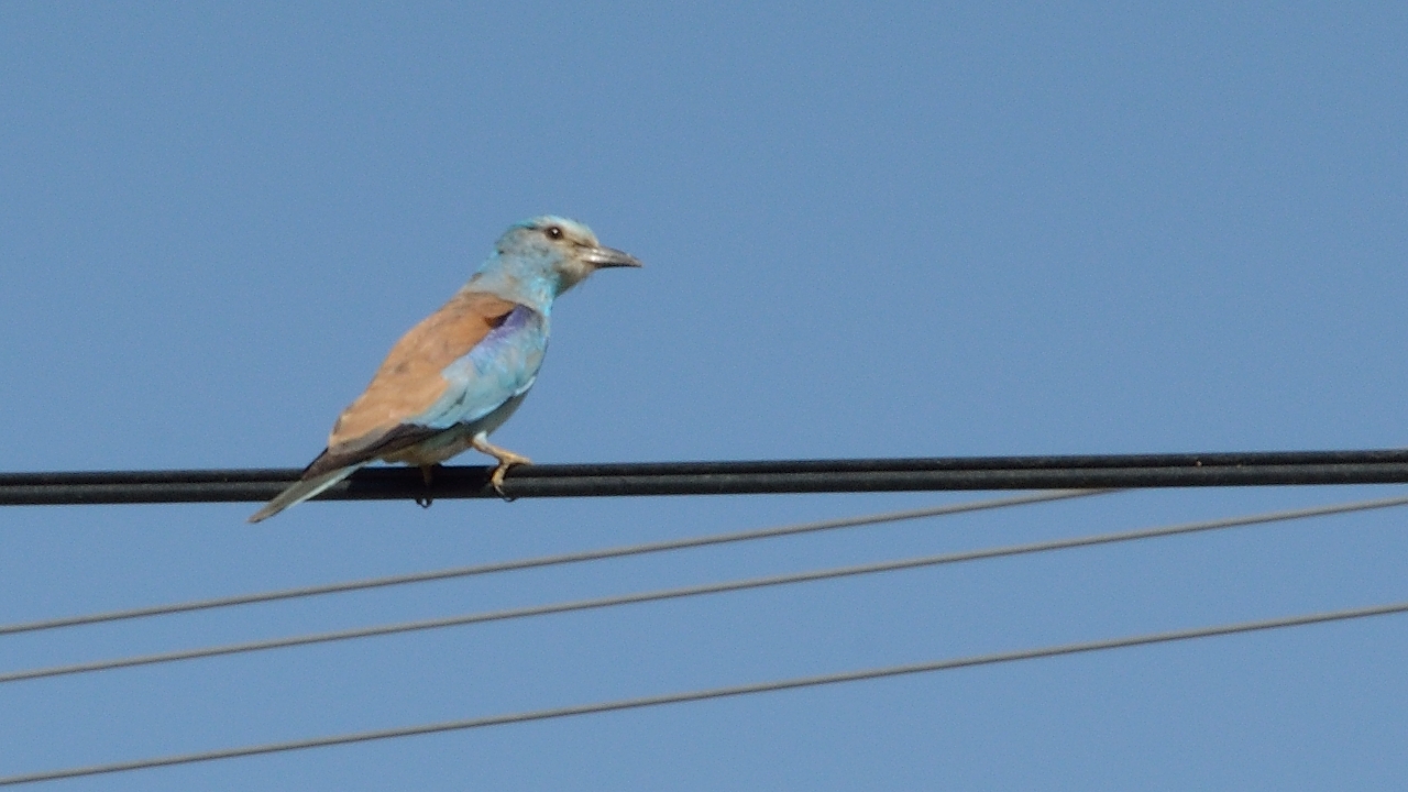 Tadjikistan-J13-2012-08-03-019-ShakristoPiedCol.jpg - A European Roller (rollier d'Europe pour les francais) also in Central Asia ... even in Kashmir and northern China