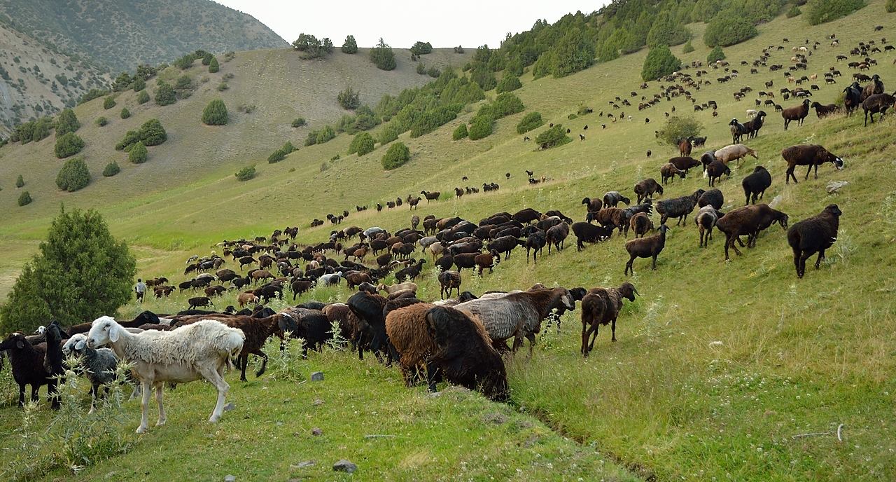 Tadjikistan-J13-2012-08-03-055-ShakristoPiedCol.jpg -  ...
