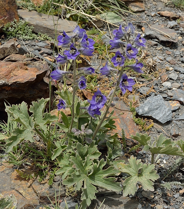 Tadjikistan-J14-2012-08-04-013-ShakriZarafshan.jpg - On the pass, I have some time to enjoy the view and a few flowers (by avoiding the trash and the shit): a kind of delphinium