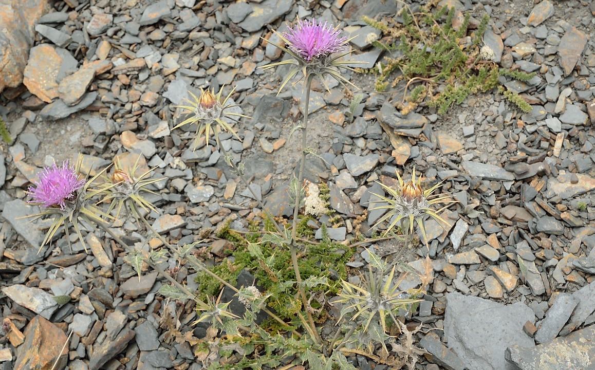 Tadjikistan-J14-2012-08-04-014-ShakriZarafshan.jpg -  ...