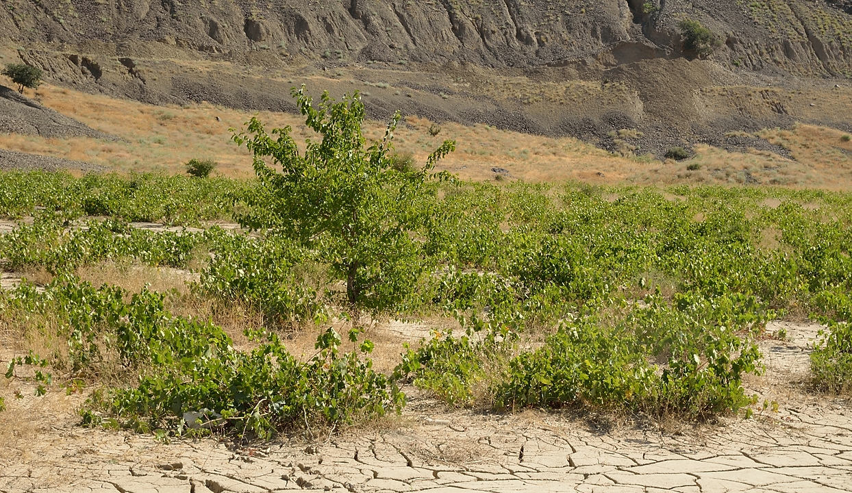 Tadjikistan-J16-2012-08-06-002-OrmetanArtouch.jpg - The next morning: we cross a vignard ... not really in a good shape