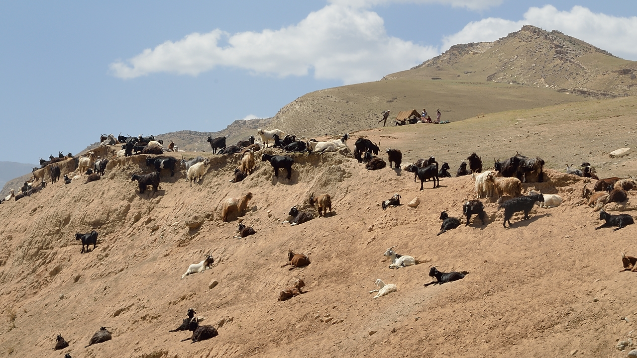 Tadjikistan-J16-2012-08-06-005-OrmetanArtouch.jpg - Following the Kshtut  River: a herd of goats ...
