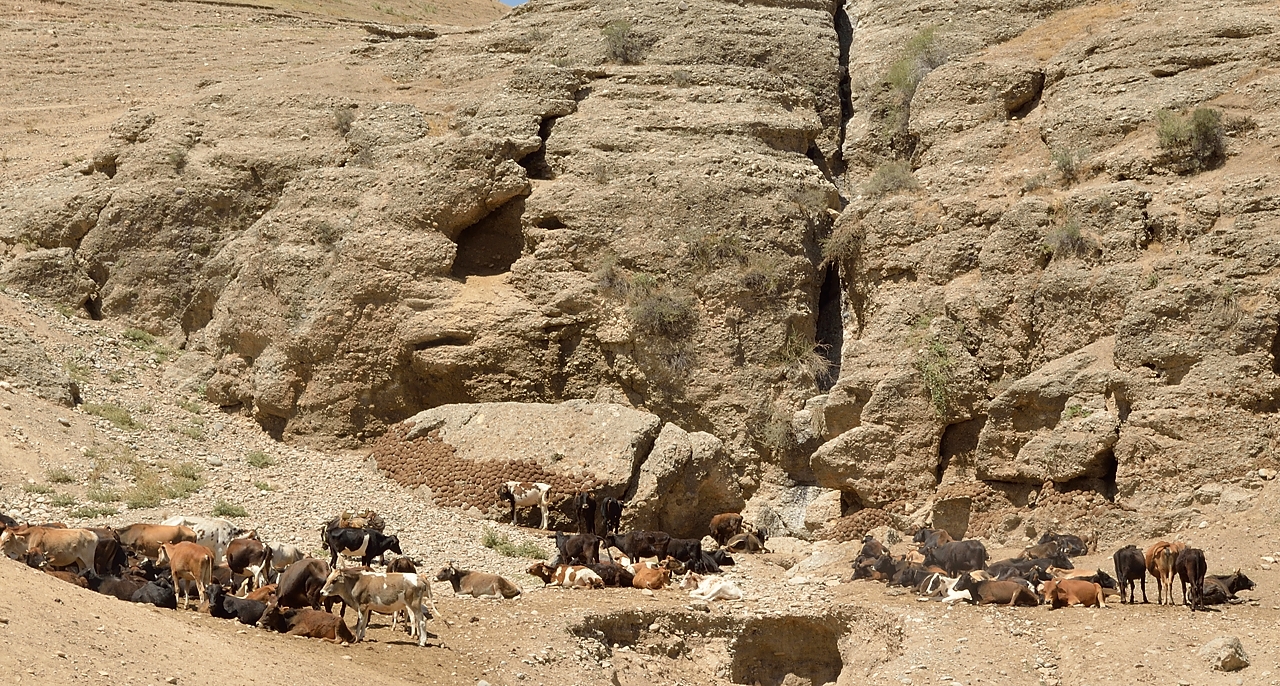 Tadjikistan-J16-2012-08-06-006-OrmetanArtouch.jpg -  ... and cows
