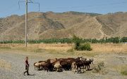 Tadjikistan-J13-2012-08-03-028-ShakristoPiedCol